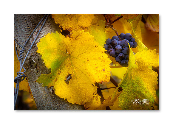 Autumn Harvest