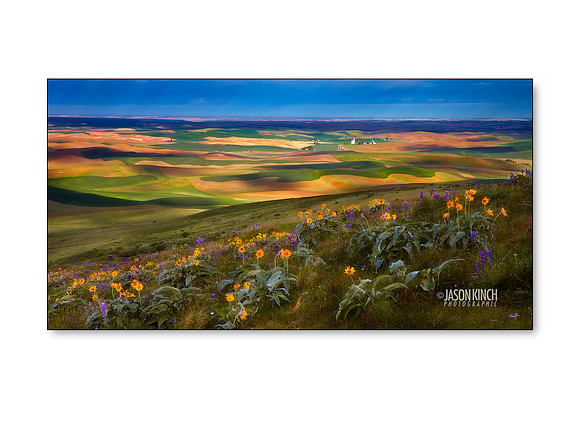 Balsamroot on Steptoe Butte