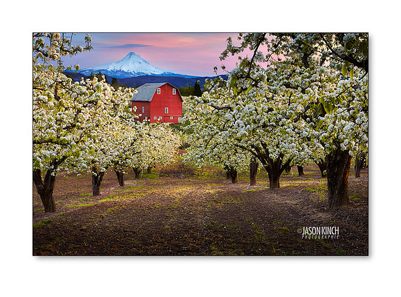 Red Barn & Blossoms