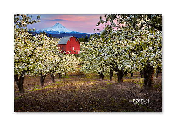 Red Barn & Blossoms