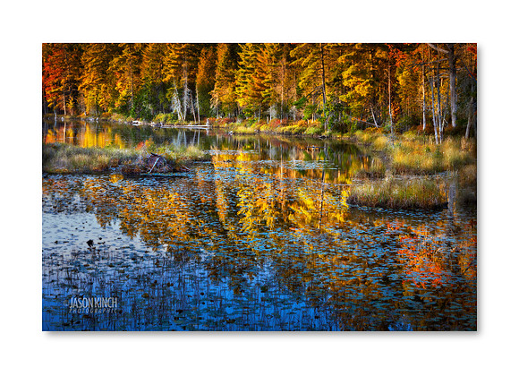 Beaver Pond Reflections